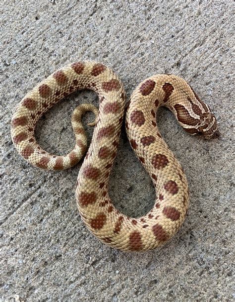 ANAF624-23 – Red/Extreme Red Albino Anaconda Western Hognose Snake – Female – 18g – Sold AL $ 625.00 Compare ; Quick view ANHMTF647-23 – Anaconda Western Hognose Snake, 100% Het Mai Tai – Female – 14g $ 700.00 Compare ; Quick view ARHTM606-23 – Arctic Western Hognose Snake, 100% Het Toffeebelly – Male – 15g